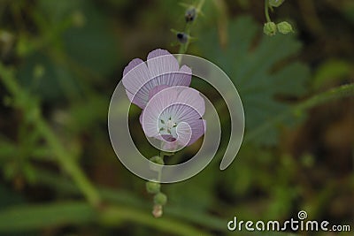 California Wildflower Series - Lavender Lilac Buttercup Blooms Stock Photo