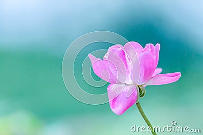 Delicate light pink rose against a light green bokeh out of focus background Stock Photo