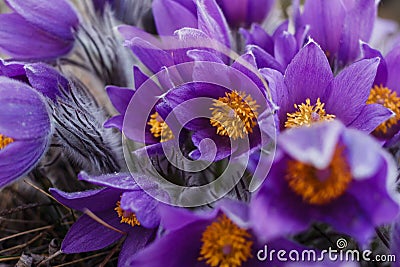 Delicate lilac snowdrops with yellow pollen . first spring flower Stock Photo