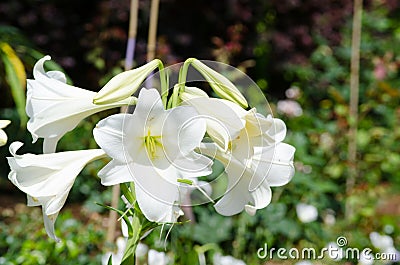 Delicate Lilium longiflorum `White Fox` flower in a spring season at a botanical garden. Stock Photo