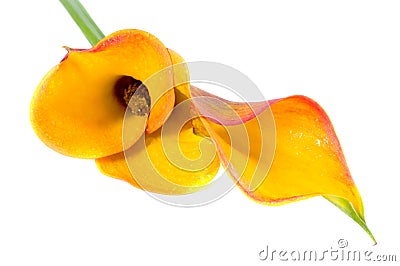 delicate orange calla lily Stock Photo