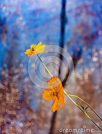 Delicate orange flowers on a blue background. Stock Photo