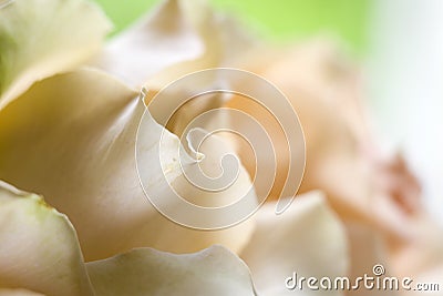 Delicate orange roses Stock Photo