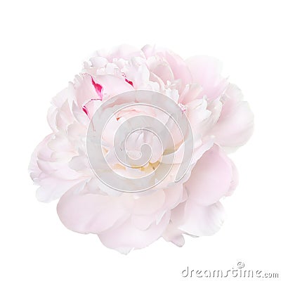 Delicate pale pink peony Stock Photo