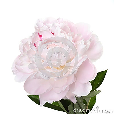 Delicate pale pink peony Stock Photo