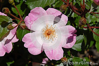 Pale pink flower of Shrub Rose, Smarty Stock Photo