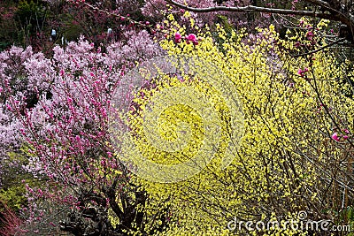 Delicate pale yellow flowers of Hyugamizuki,pink peach blossoms and pink cherry blossoms at Hanamiyama Park,Fukushima,Tohoku,Japan Stock Photo