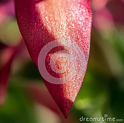 Delicate petal of a Christmas cactus, macro Stock Photo