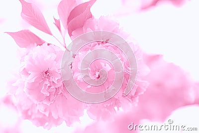 Delicate pink floral background Stock Photo