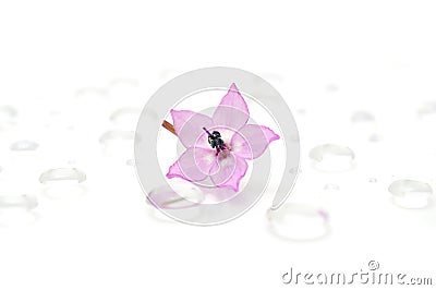 Delicate Pink Flower on Water Drops Stock Photo