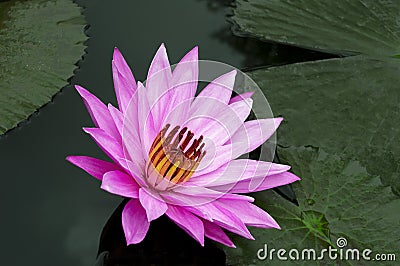 Delicate Pink Lotus. Stock Photo