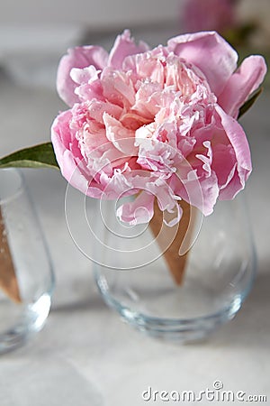 Delicate pink peony flower in a wafer cone in a glass standing on a gray stone table. Stock Photo