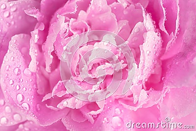 Delicate pink peony petals in the morning dew. Morning, relaxation, drop macro Stock Photo