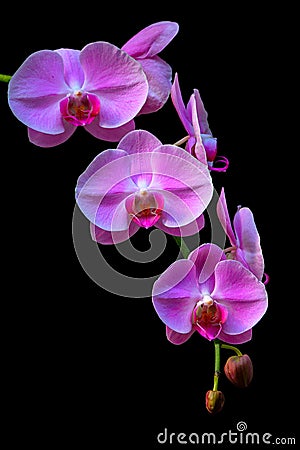 branch of pink phalaenopsis blume orchids in full bloom Stock Photo