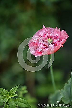 Delicate pink poppy petals, (Papaver paeoniflorum) Stock Photo