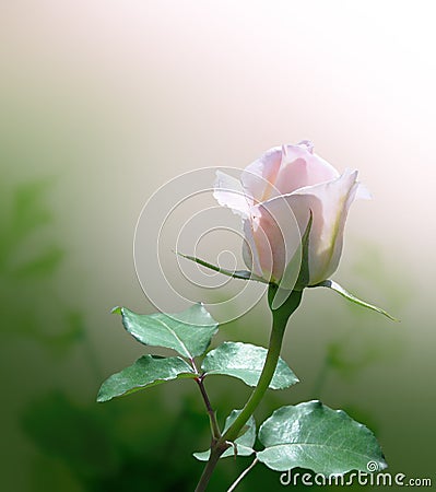 Delicate pink rose Stock Photo