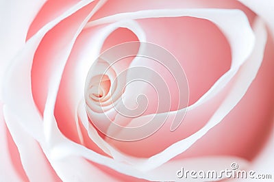 Delicate pink rose Stock Photo
