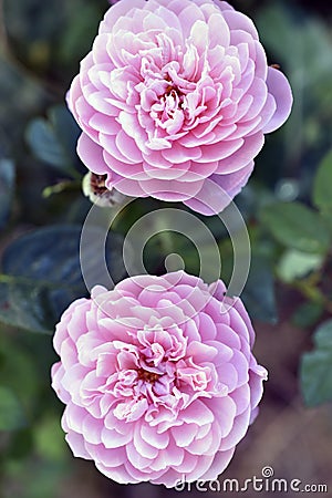 A delicate pink rose on a green bush. Large cream rose close-up Stock Photo