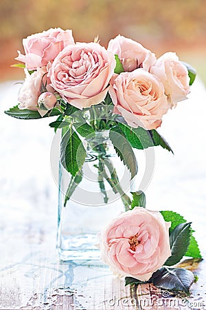 Delicate pink roses Stock Photo