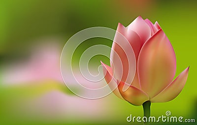 Delicate pink Tulip on green background Vector Illustration