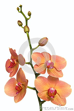 Delicate pink and yellow orchid Stock Photo