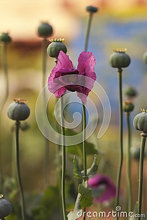 Delicate poppy flower in a field on nature in sunlight on a light background. Aerial delicate petals of a blooming poppy and green Stock Photo