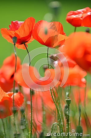 Delicate poppy seed flowers on a field Stock Photo