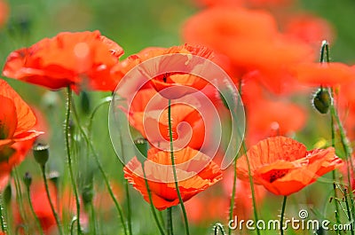 Delicate poppy seed flowers on a field Stock Photo