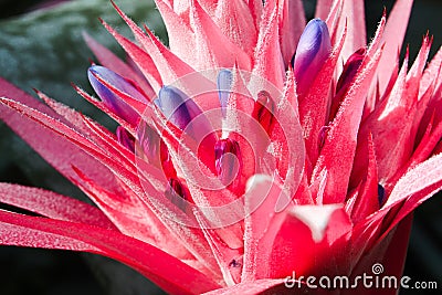 Delicate purple blue blooms on a bromelaid plant Stock Photo