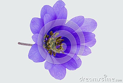 Delicate purple flower Stock Photo