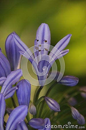 Delicate Purple flowers lily of the Nile Agapanthus Green backgound. Stock Photo