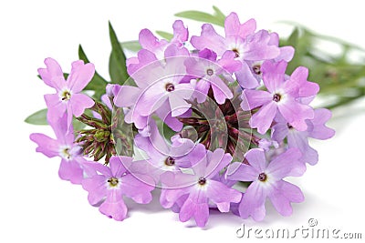Delicate purple flowers verbena isolated Stock Photo