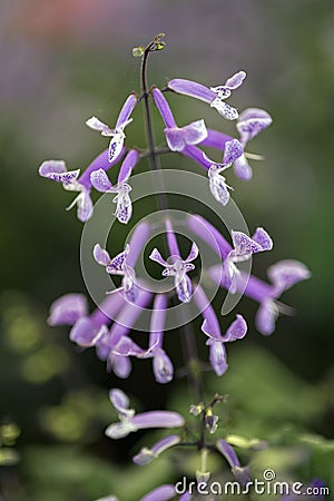 The delicate purple spurflower Stock Photo