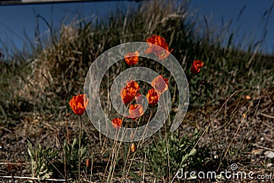 Delicate red wild tulips (Tulipa sylvestris) growing on the edge of a lake on the blurred background Stock Photo