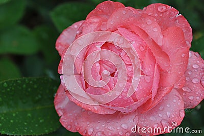 Delicate rose with rain drops Stock Photo