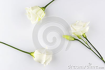 Delicate white roses geometry background Stock Photo