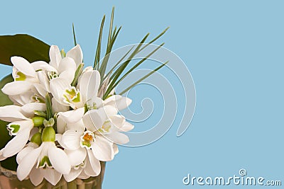 Delicate snowdrops on a blue Stock Photo