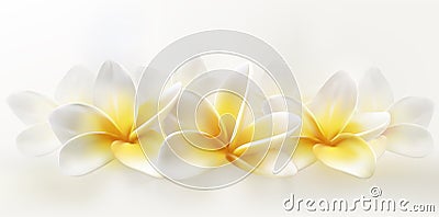 Delicate spa plumeria or frangipani on whiye background. Horizontal realistic vector illustration Cartoon Illustration