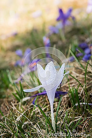 Delicate spring crocus flowers in the meadow. White saffron flower among lilac flowers. Albino flower. Stock Photo