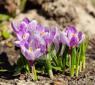 Delicate spring crocuses bloomed Stock Photo