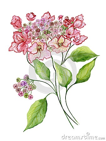 Delicate spring floral illustration. Beautiful pink hydrangea flowers on a twig with green leaves isolated on white background. Cartoon Illustration