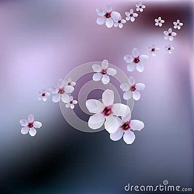 Delicate spring flowers, wild cherries on branch of cherry tree. Cherry blossoms of japanese sakura. Stock Photo