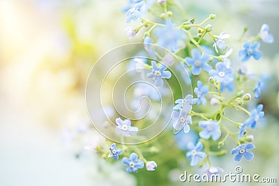 Delicate summer background with flowers in blue Stock Photo