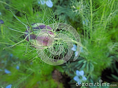 Delicate summer blue nigella love in a mist seed pod head petal blooming blooms flowers plants summer garden Stock Photo