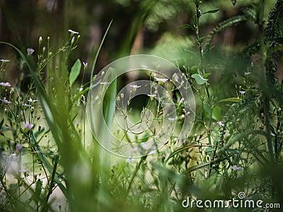 Delicate summer wildflowers Stock Photo