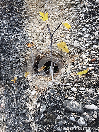 Tiny tree is born from the hole of a stone Stock Photo