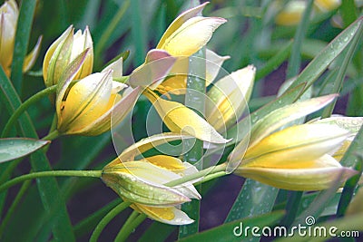Delicate tulipa tarda flowers in rainy weather Stock Photo
