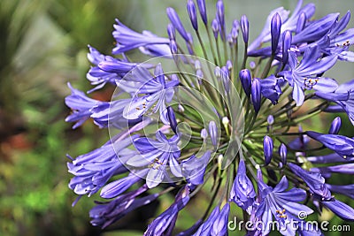 Delicate violet flower. Hints of spring. Stock Photo