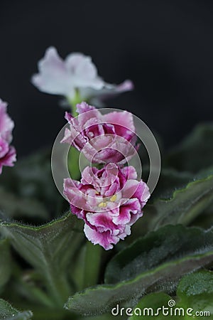 Delicate violets isolated on a black background. A fragile and beautiful houseplant Stock Photo