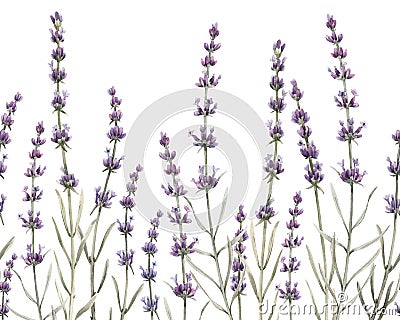 Delicate watercolor horizontal floral seamless pattern with lavender flowers. Provence illustration. Herbal plant. Hand Cartoon Illustration